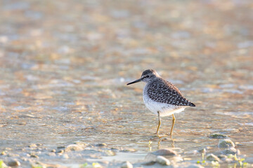 Waders or shorebirds, wood sandpiper (Tringa glareola) in a wetland area in italy.