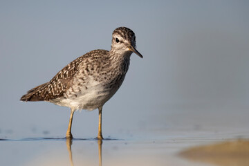 Waders or shorebirds, wood sandpiper (Tringa glareola) in a wetland area in italy.