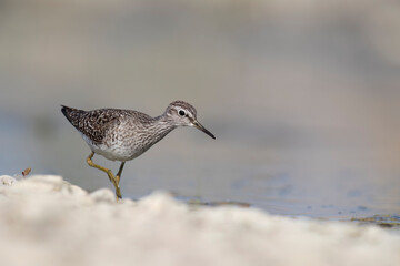 Waders or shorebirds, wood sandpiper (Tringa glareola) in a wetland area in italy.