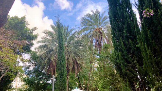 Bright blue sky between palm leaves.
Place for an inscription. Palm Trees - Resort moke up