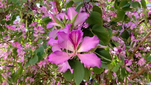 Pink Bauhinia flowers on the green background. Hong Kong Orchid Tree