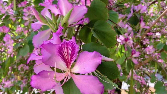 Pink Bauhinia flowers on the green background. Hong Kong Orchid Tree