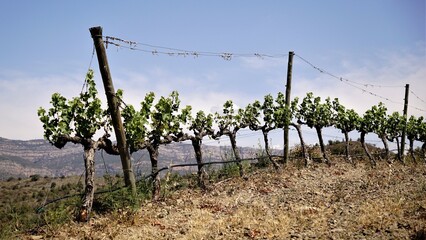 young wine vineyards in high mountains against the sky