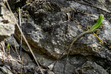 close up of a lizzard