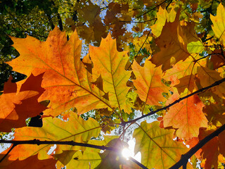 Oak leaves in autumn against the light (contre-jour)