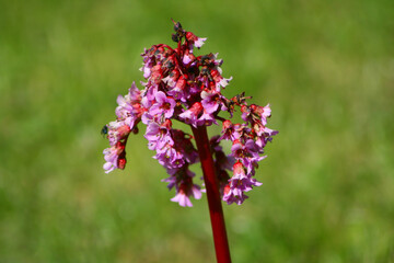 bergenia