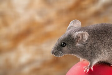 house mice parasitizes pose on background