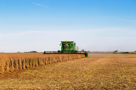 Soybean harvest. Modern industrial combine harvester harvesting in a soybean field.