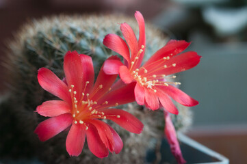 Rebutia minuscula cactus flower close up