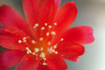 Rebutia minuscula cactus flower close up shot