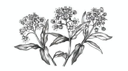 Valeriana officinalis outlined sketch. Vintage  - obrazy, fototapety, plakaty