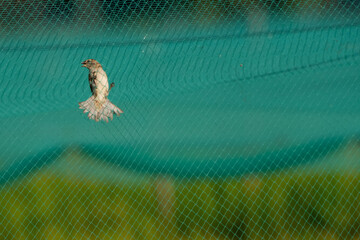 The bird is stuck in the net