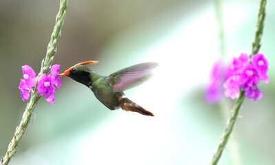 Rufous-crested Coquette (Lophornis delattrei)