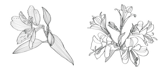 Alstroemeria vector illustration. Black and white floral hand drown illustration.  Botanical set of sketch flowers, leaves and branches.