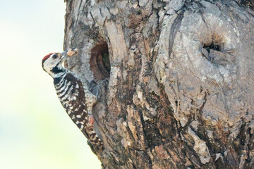 spotted woodpecker Feeding the young in the nest hole