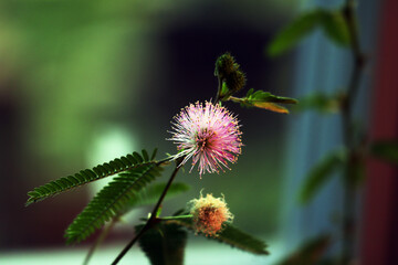 Mimose, Mimosa, Sinnpflanze, Blüten, Blumen, Zimmerpflanzen 