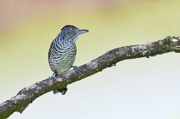 Barred Antshrike (Thamnophilus doliatus)