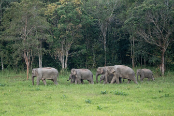 Naklejka na ściany i meble Many elephants follow each other to eat minerals from the soil