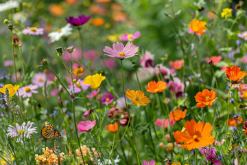 A field of wildflowers in full bloom, attracting butterflies and bees with their vibrant colors.