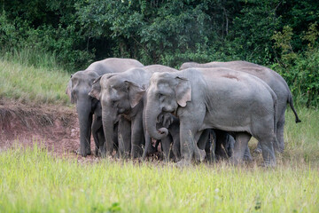 Naklejka na ściany i meble Many elephants follow each other to eat minerals from the soil