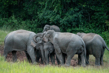 Many elephants follow each other to eat minerals from the soil