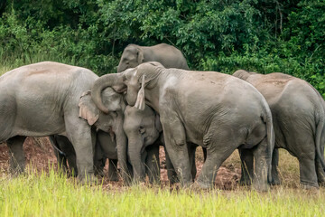 Fototapeta premium Many elephants follow each other to eat minerals from the soil