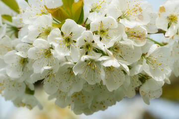 Kirschbaum Blühte.