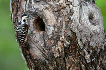 spotted woodpecker Feeding the young in the nest hole