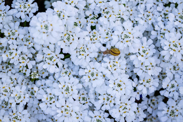 Schnecke im Blumenmeer