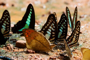 Butterflies are gathering together to suck minerals from the soil