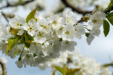 Kirschbaum blüht.