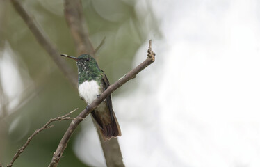 Naklejka premium Snowy-bellied Hummingbird (Saucerottia edward)
