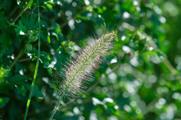 Isolated bristle grass in the summer morning sunlight
