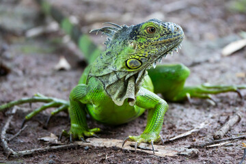 An iguana is eating insects on the grass