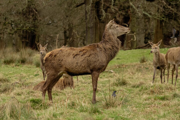 Deer 
