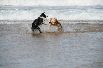 Dogs fighting on the beach in summer