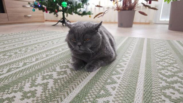 British cat male relaxation in fron of christmas tree. Cute cat relaxation.