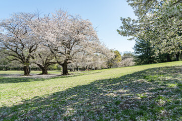 Obraz premium 桜咲く春の光が丘公園