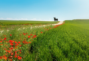Bull, Symbol of Spain on a road that cross a landscape of rural plains with fields of cereals and flowers