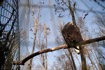 A wild eagle sitting on a branch of bare tree. Nature bird reserve protecting animals of Ukraine....