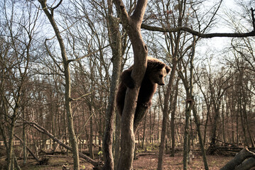 A wild bear sitting on a branch of bare tree. Nature reserve protecting animals of Ukraine. Save...