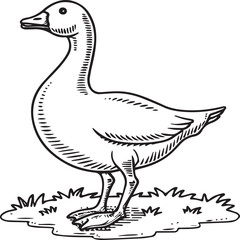 Goose coloring pages. Bird outline for coloring book