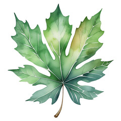 Artistic watercolor illustration of a single maple leaf with a black background, highlighting its delicate veins. PNG