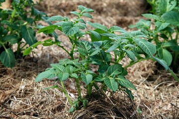 Potato plants cultivated in in mulch of hay. Lot of mulch holds water and protects potatoes against weed. Organic gardening.