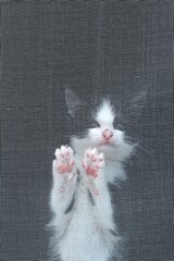 Cute little kitten with blue eyes behind a window protection net. Curious black and white kitten climbing the safety net in the window.