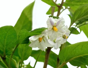Flowering Pepino melon, lat. Solanum muricatum on white. Also known as  pepino dulce  or sweet cucumber.