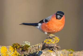 Eurasian Bullfinch - male at a wet forest in spring