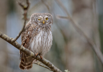 Eurasian Pigmy Owl in a fir grove in spring 