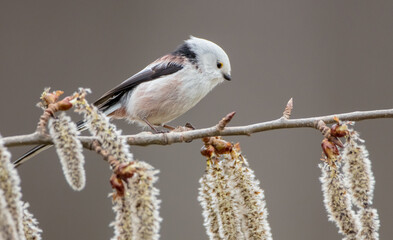 Long-tailed Tit in the forest on early spring