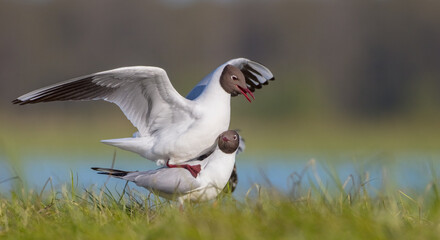 Black-headed Gull - at the mating season in spring at a wetland